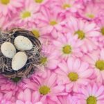 birds-nest-2121590_1280
