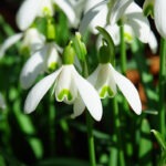 snowdrops-1025050_1280_web
