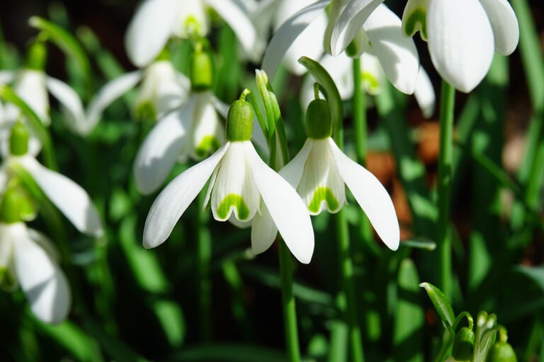 snowdrops-1025050_1280_web